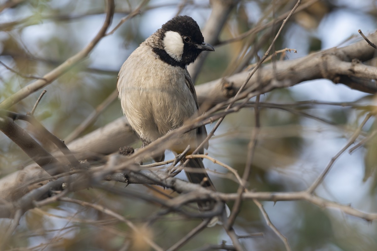 White-eared Bulbul - ML643743985