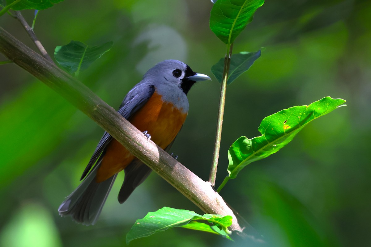 Black-faced Monarch - ML643743986