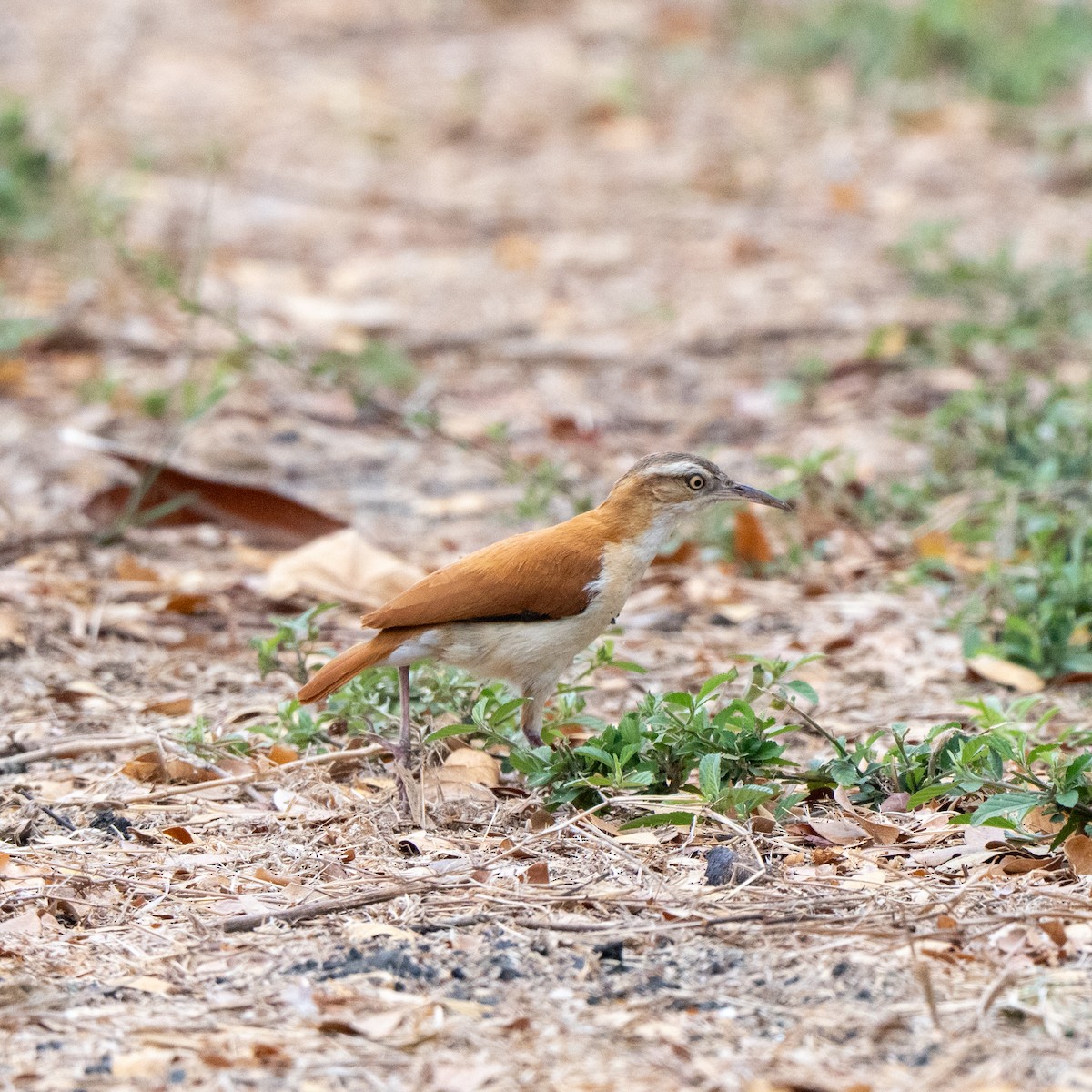 kanelryggovnfugl - ML643743991