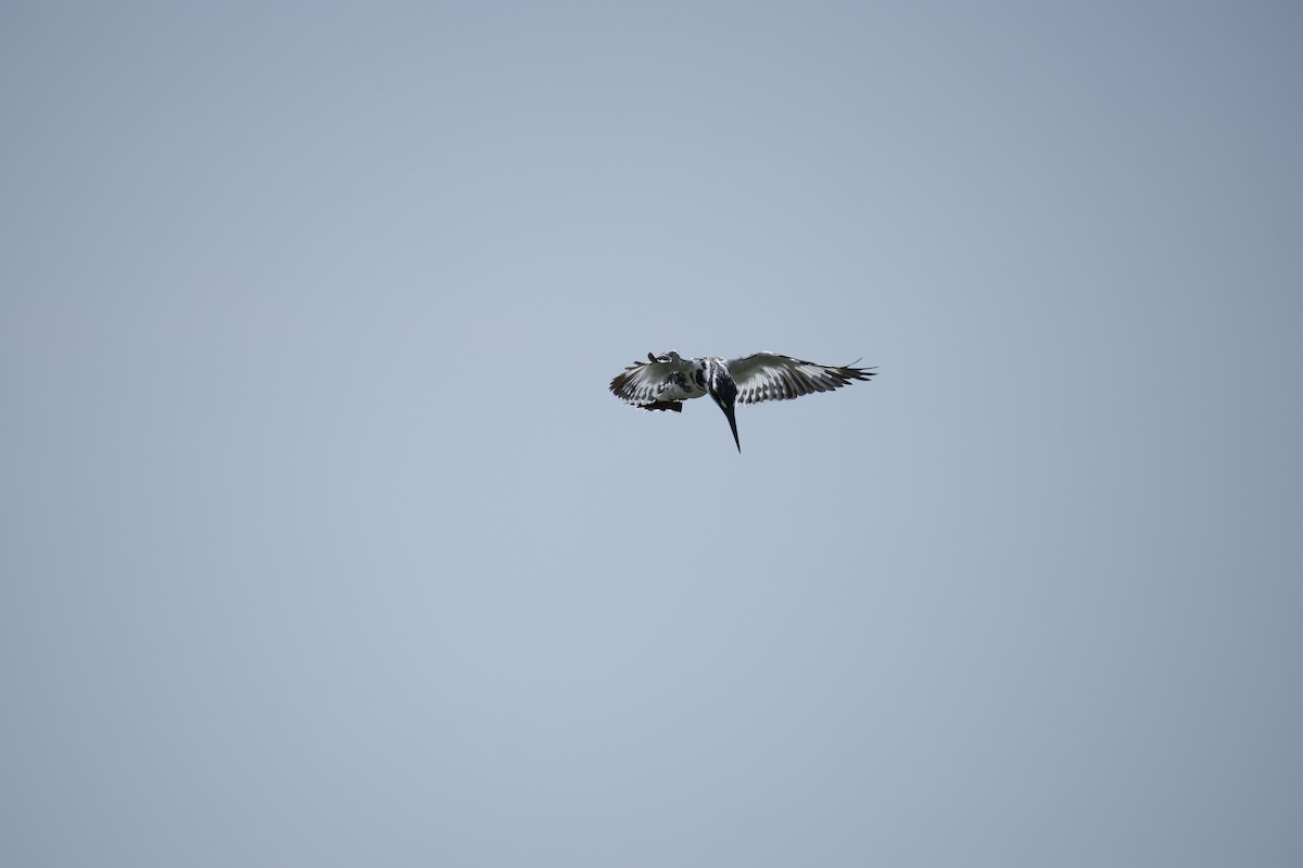 Pied Kingfisher - ML643744004