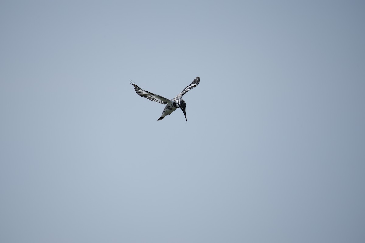 Pied Kingfisher - ML643744006