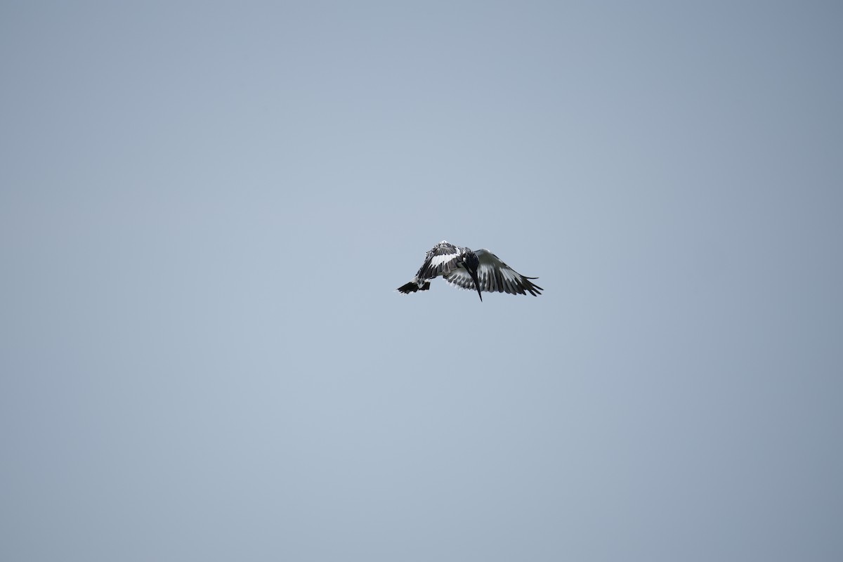 Pied Kingfisher - ML643744007