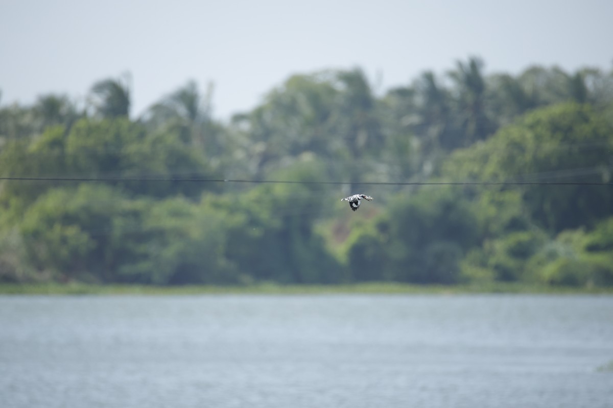 Pied Kingfisher - ML643744008