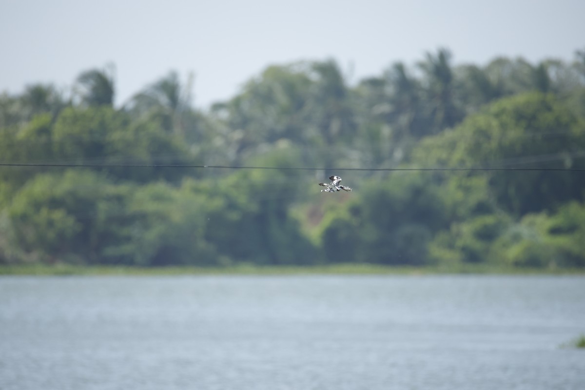 Pied Kingfisher - ML643744009