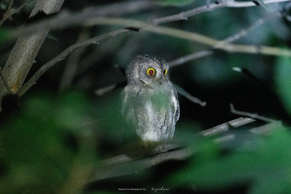 Oriental Scops-Owl - ML643744011