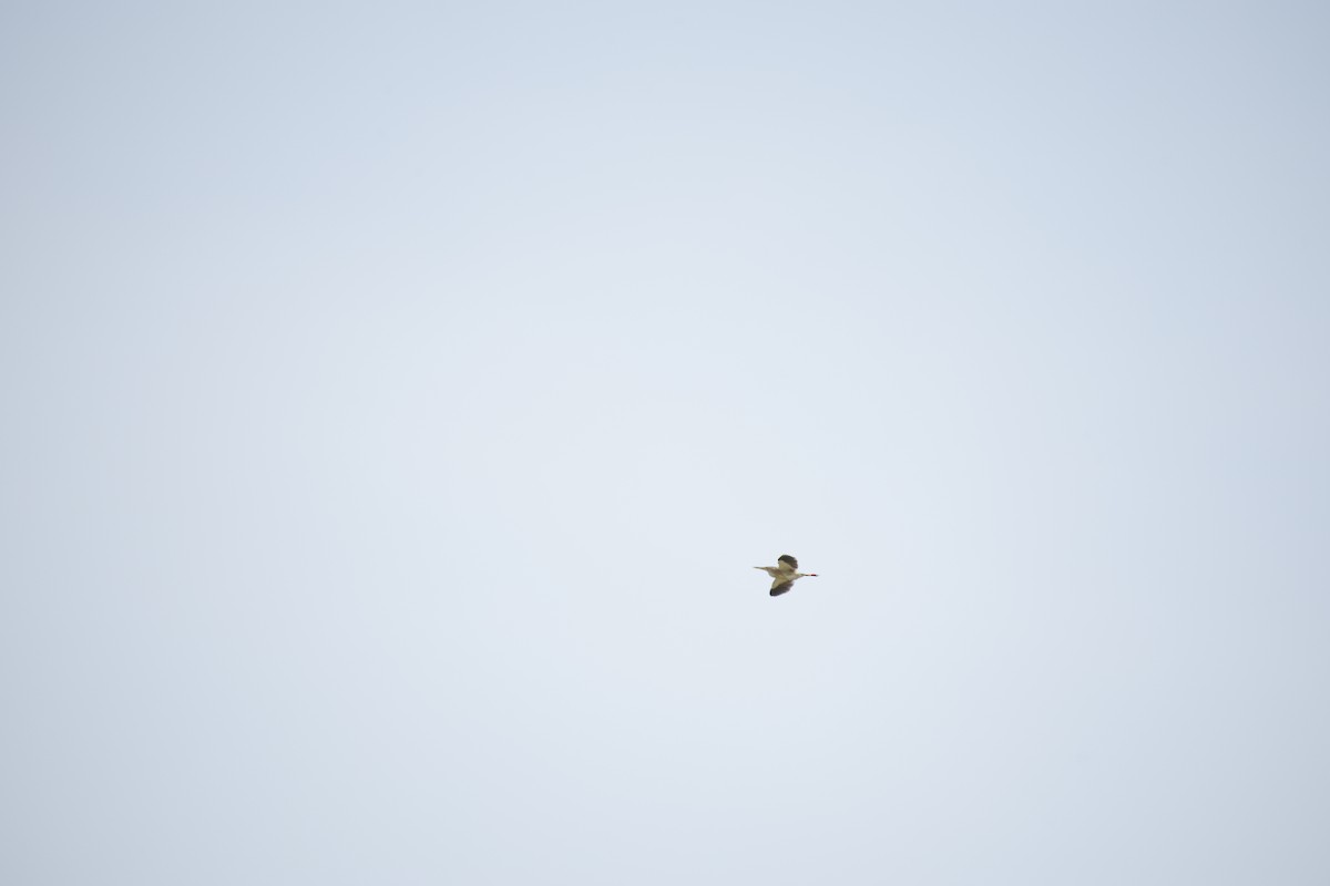Yellow Bittern - ML643744013