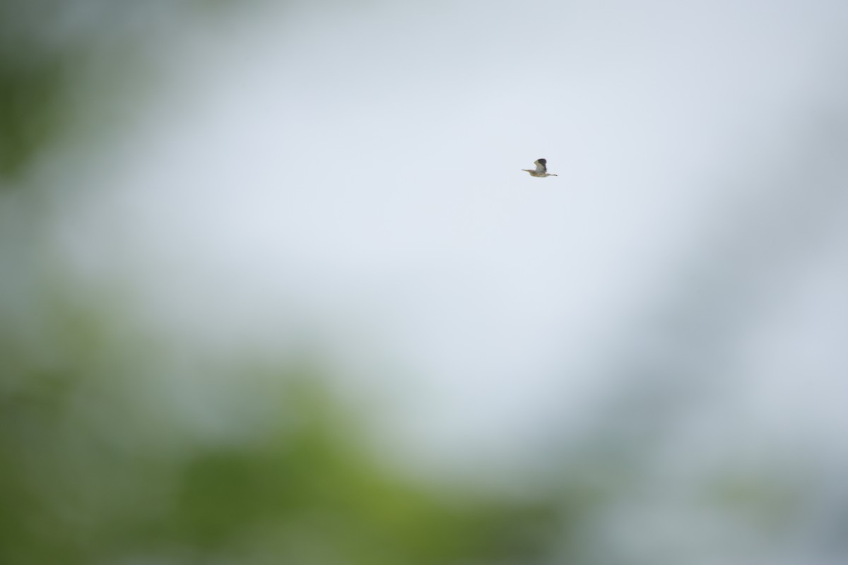 Yellow Bittern - ML643744014