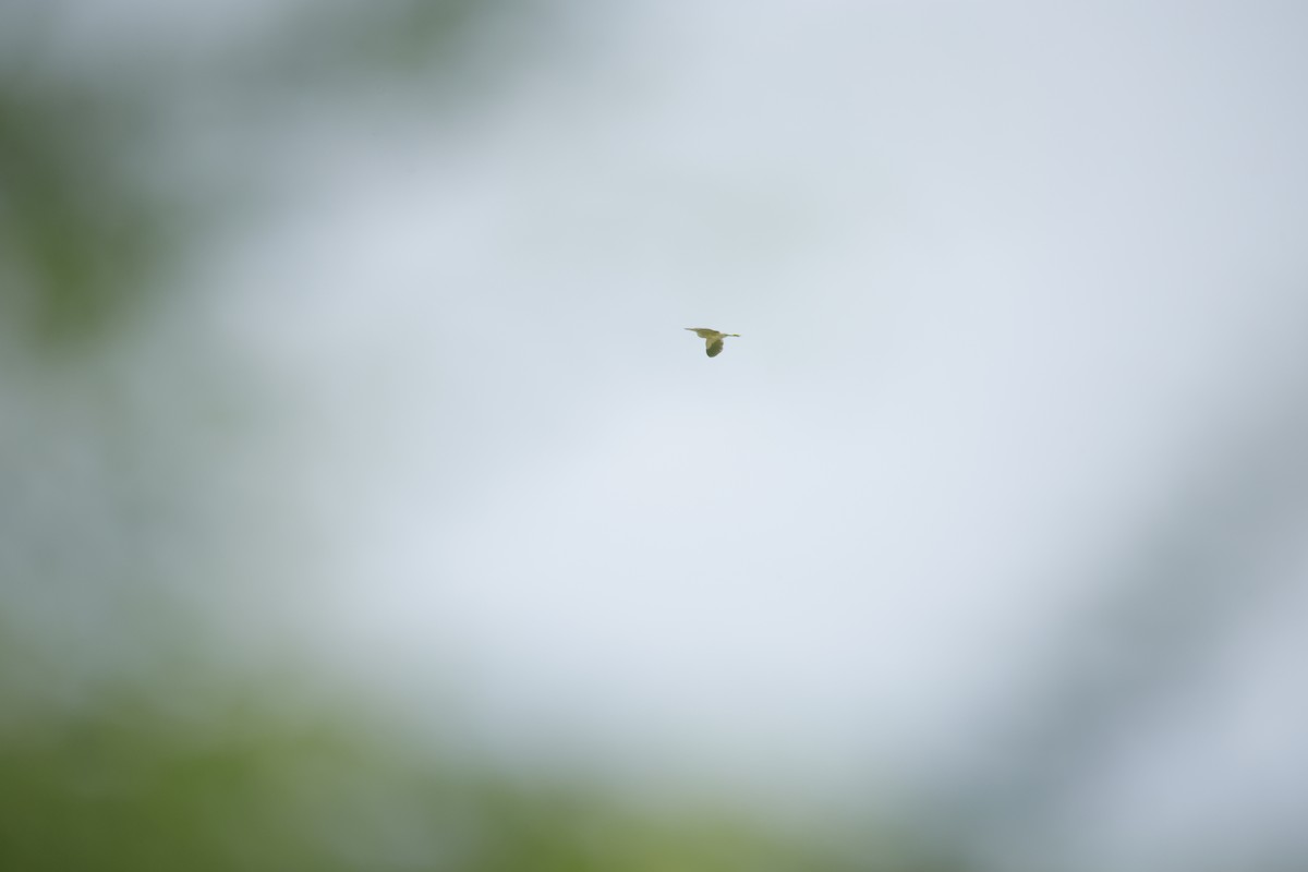 Yellow Bittern - ML643744015