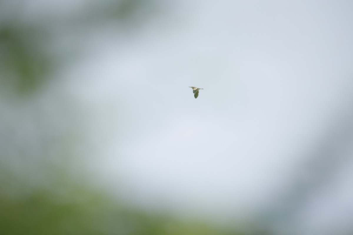 Yellow Bittern - ML643744016