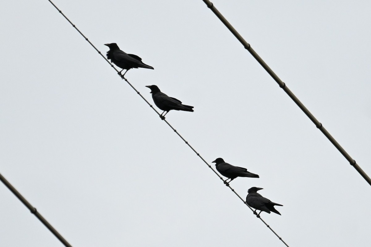 Carrion Crow - ML643744020
