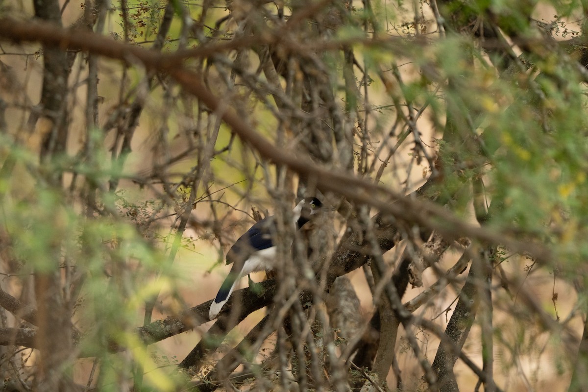 White-tailed Jay - ML643744021