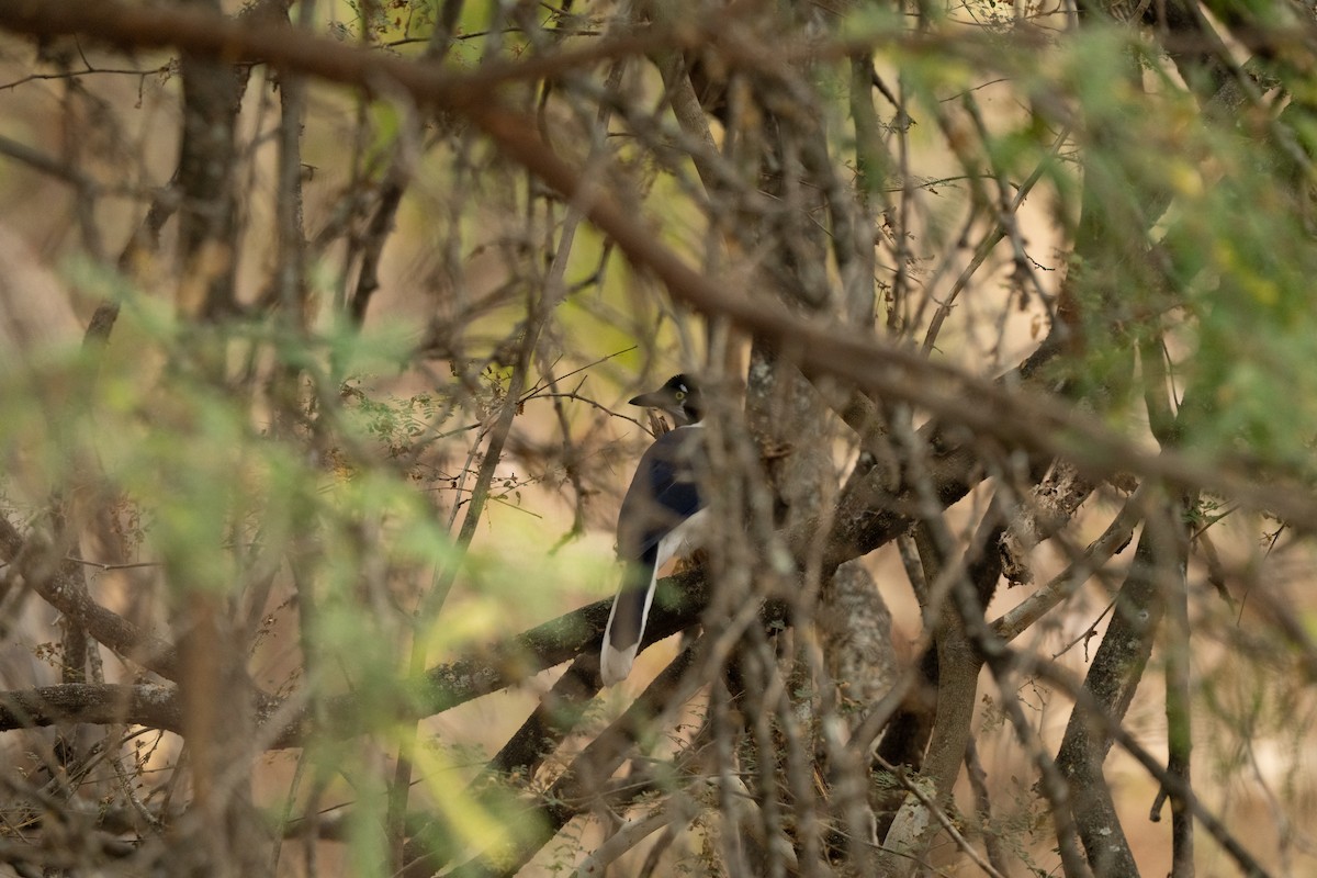 White-tailed Jay - ML643744022