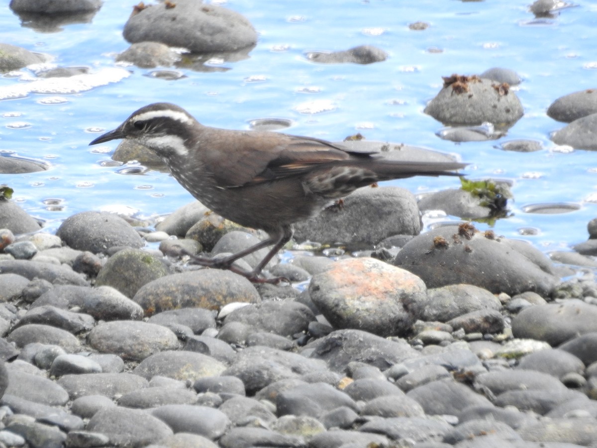Dark-bellied Cinclodes - ML643744023