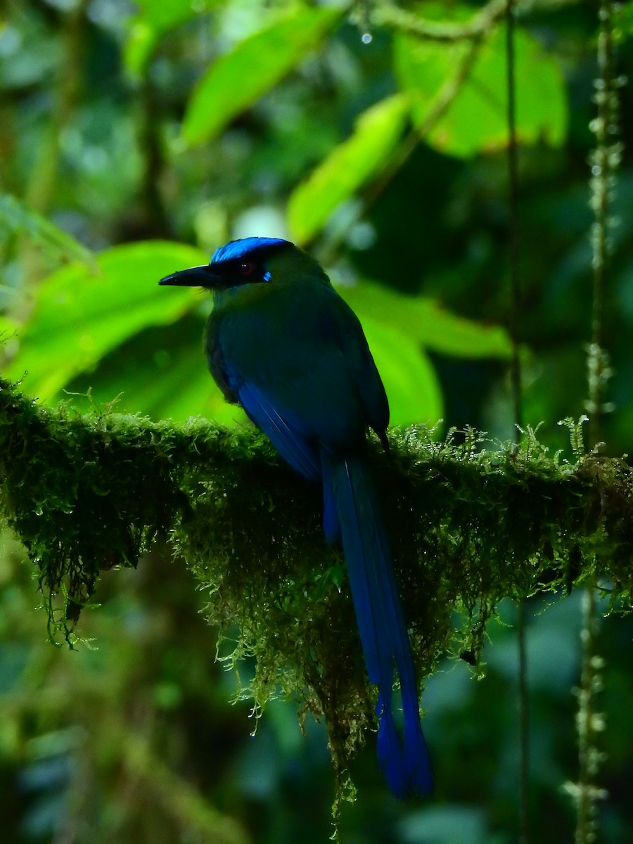 Andean Motmot - ML643744024