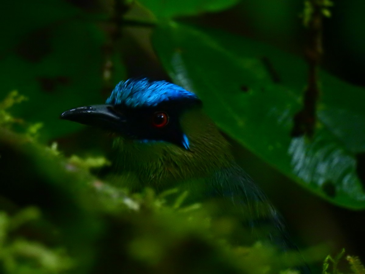 Andean Motmot - ML643744025