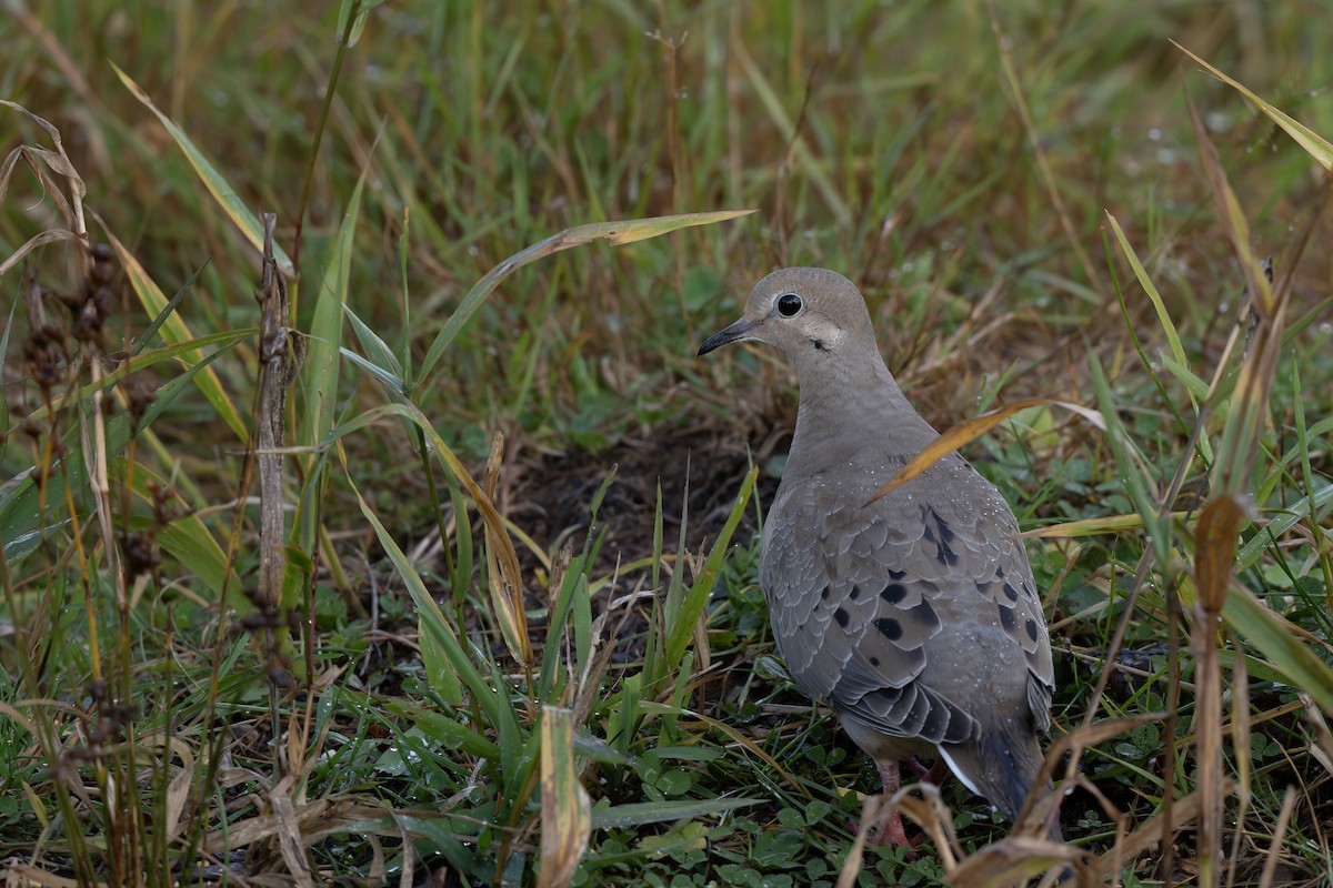 Mourning Dove - ML643744026