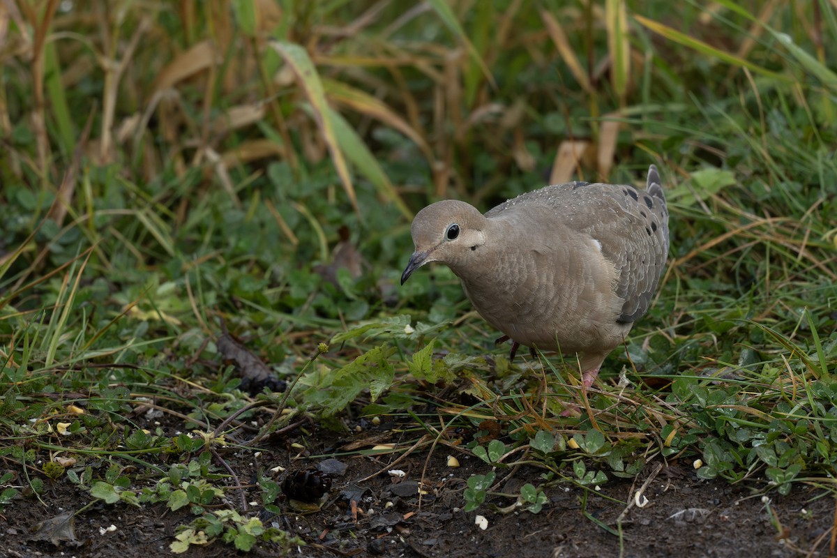 Mourning Dove - ML643744027