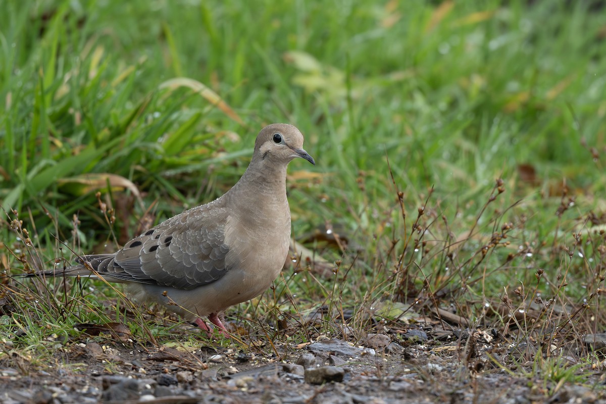 Mourning Dove - ML643744028