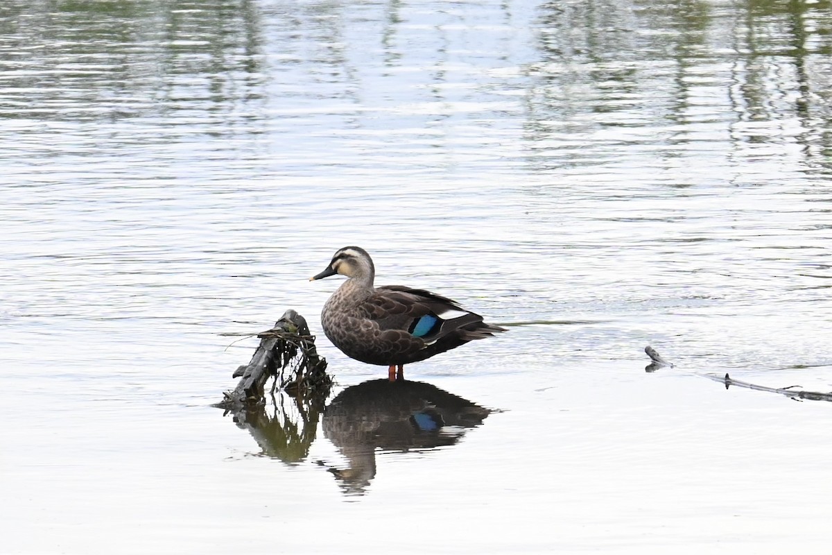 Eastern Spot-billed Duck - ML643744029
