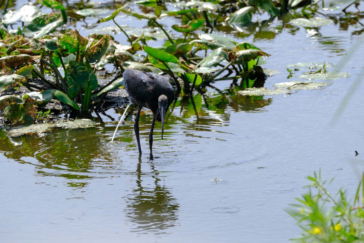 Glossy Ibis - ML643744030