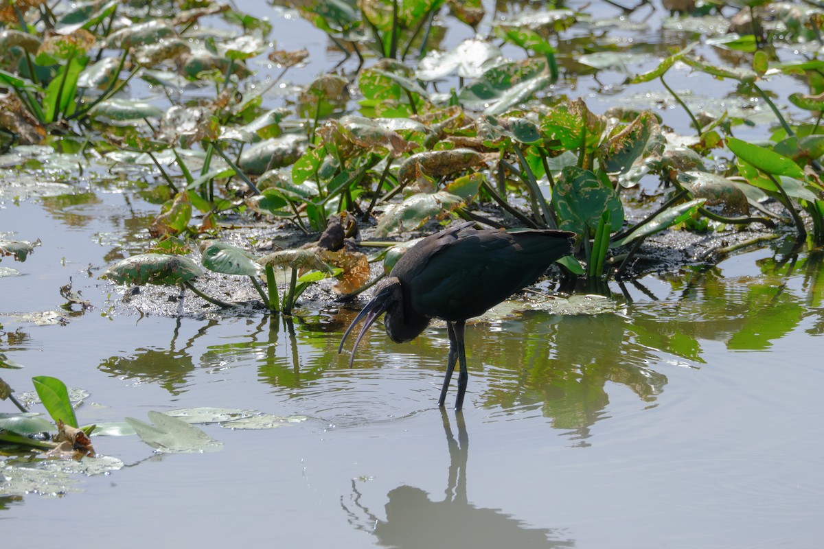 Glossy Ibis - ML643744031