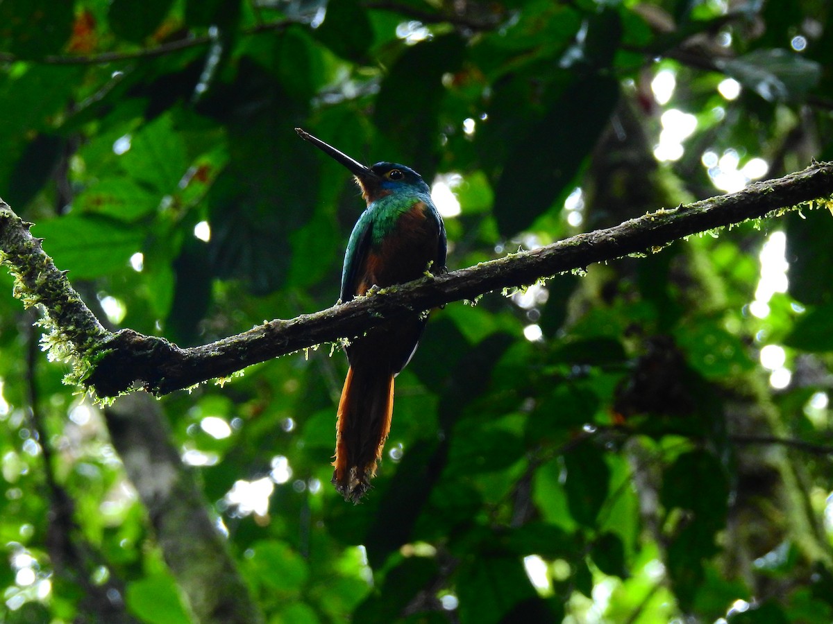 Coppery-chested Jacamar - ML643744032
