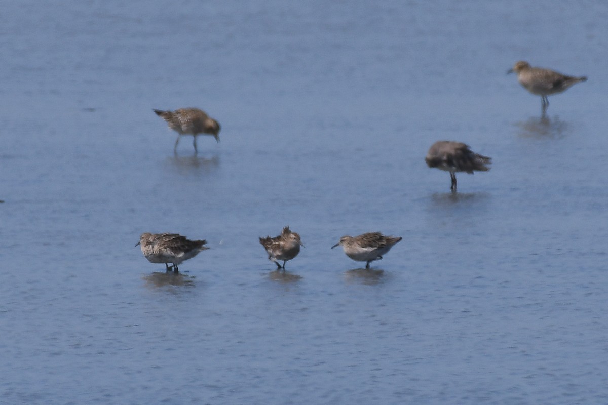 Sharp-tailed Sandpiper - ML643744033