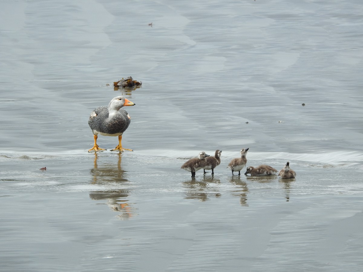 Flightless Steamer-Duck (Chiloe form) - ML643744036