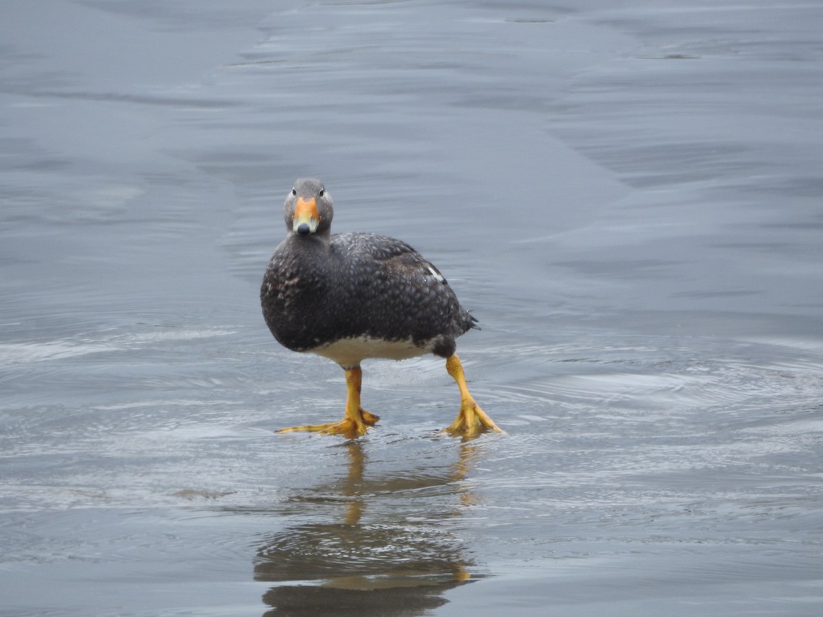 Flightless Steamer-Duck (Chiloe form) - ML643744037