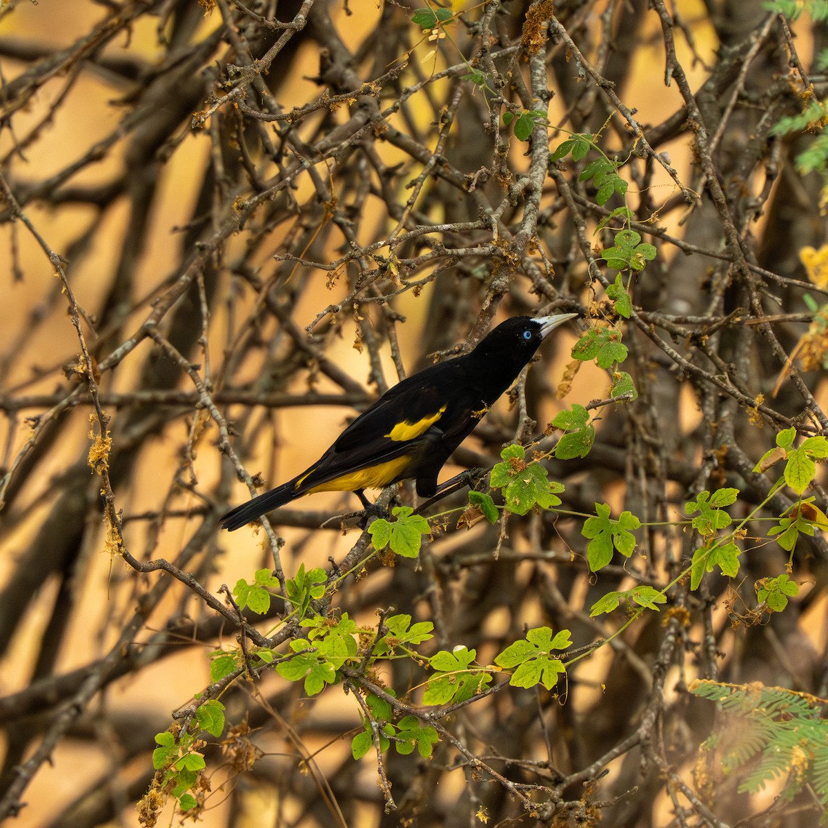 Yellow-rumped Cacique - ML643744040