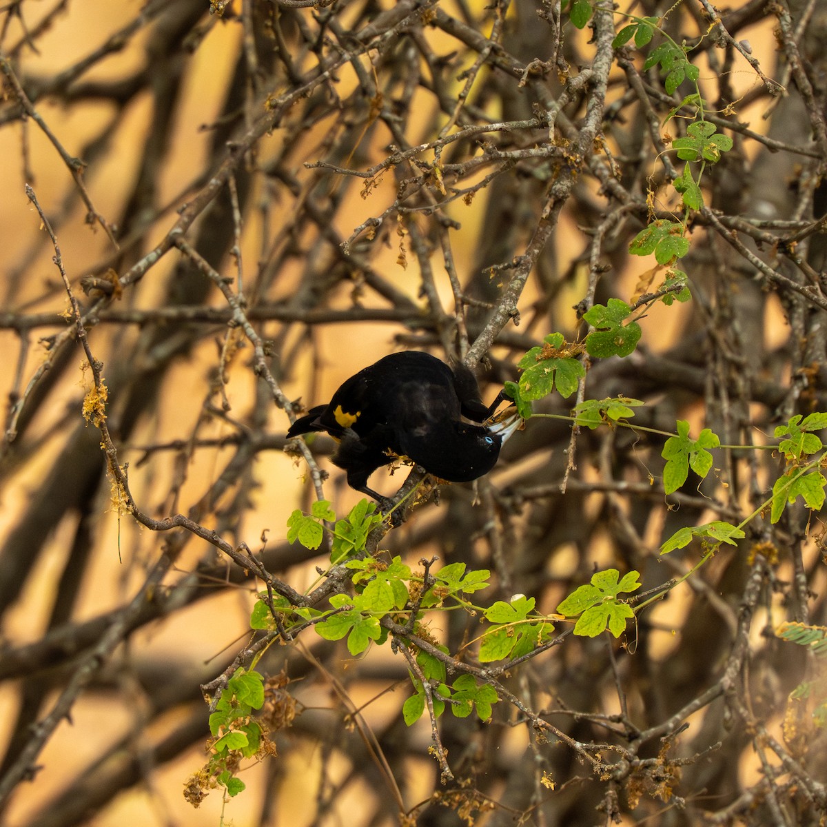 Yellow-rumped Cacique - ML643744041