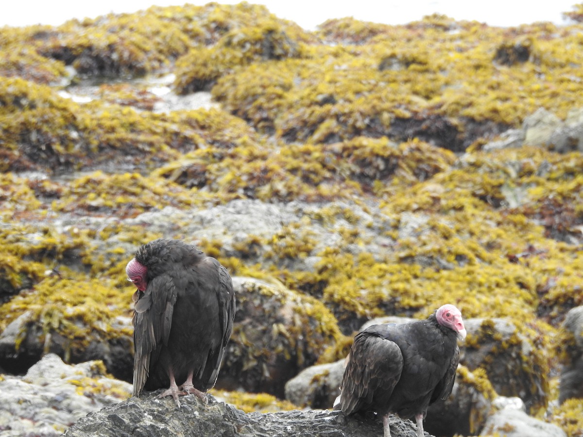 Turkey Vulture - ML643744042