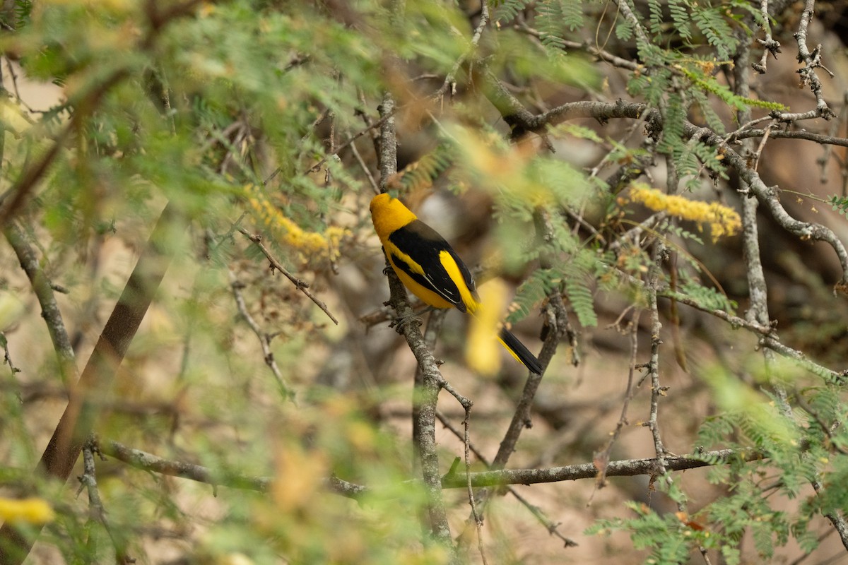 White-edged/Yellow-tailed Oriole - ML643744047