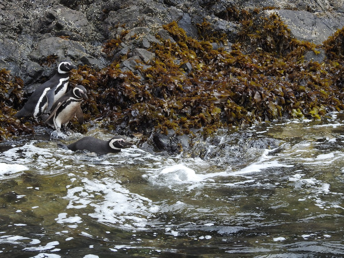 Magellanic Penguin - ML643744048
