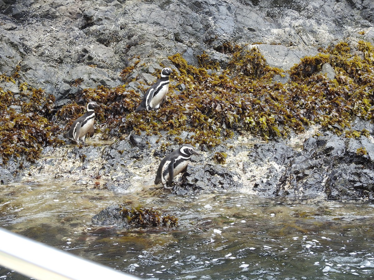 Magellanic Penguin - ML643744049