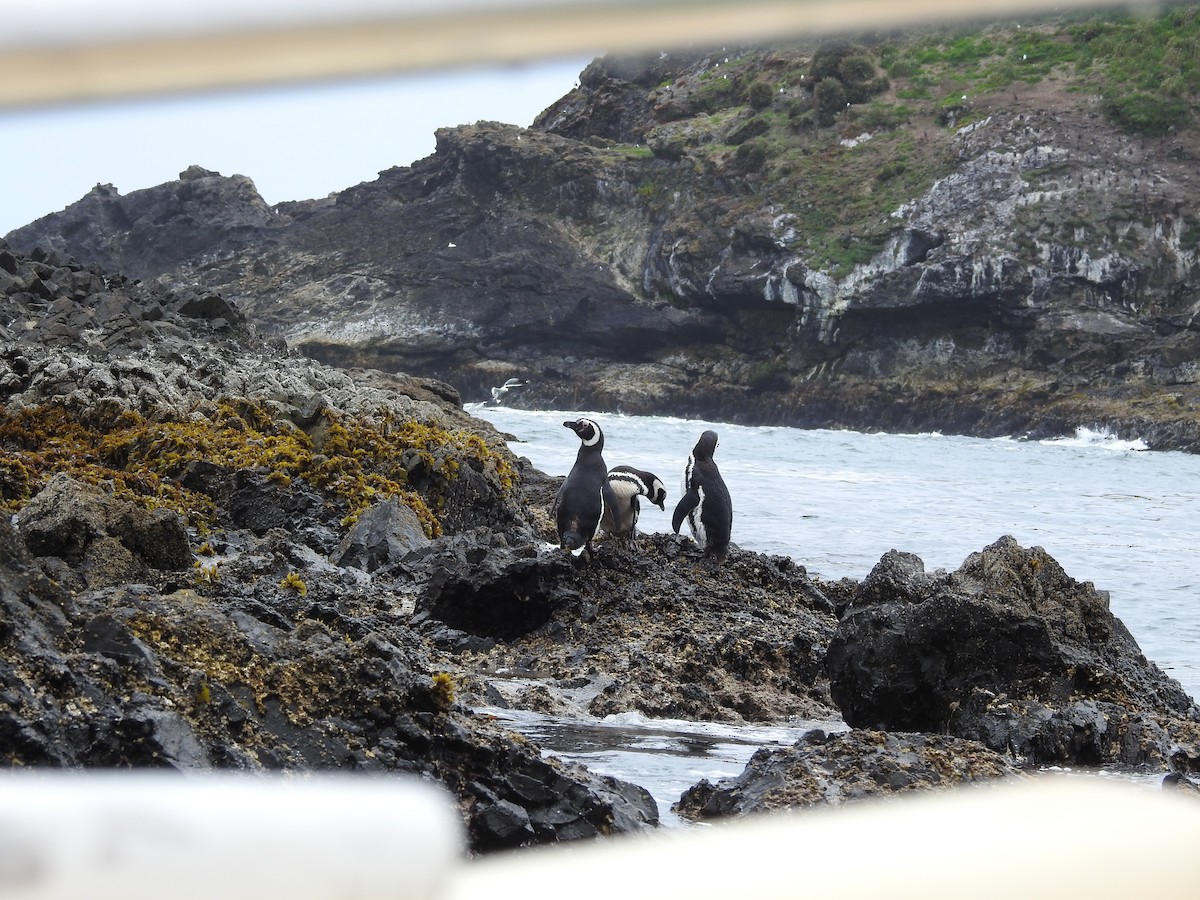 Magellanic Penguin - ML643744050