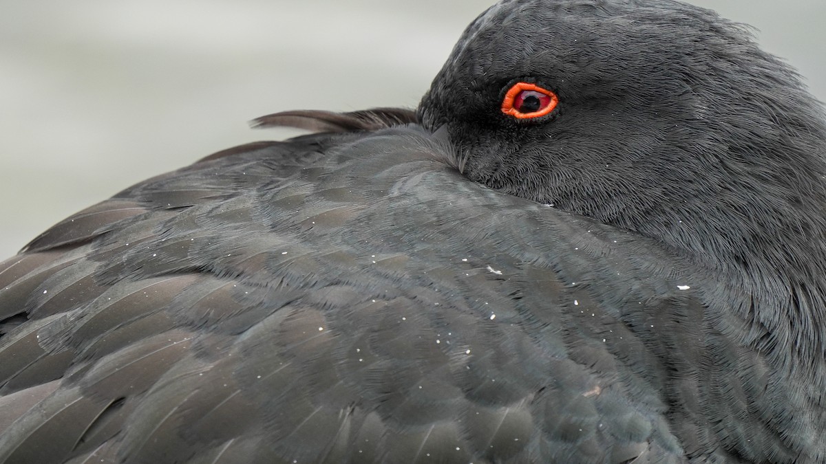 Huîtrier variable - ML643744052