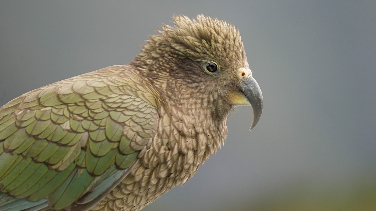 Kea - ML643744053