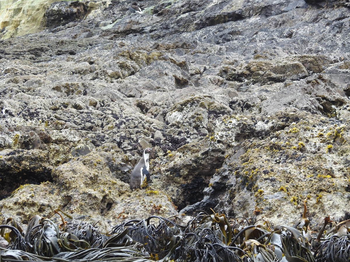 Humboldt Penguin - ML643744058