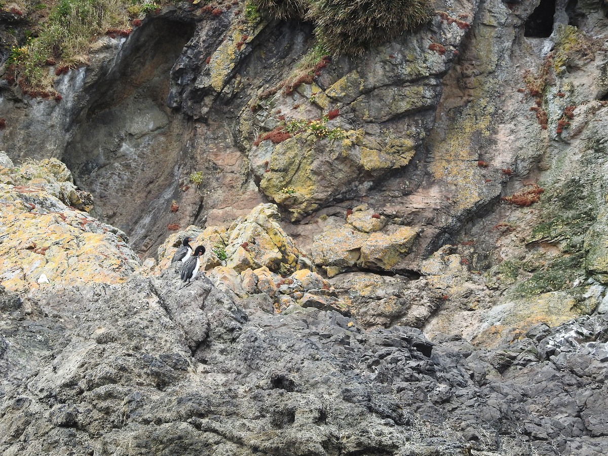 Magellanic Cormorant - ML643744062