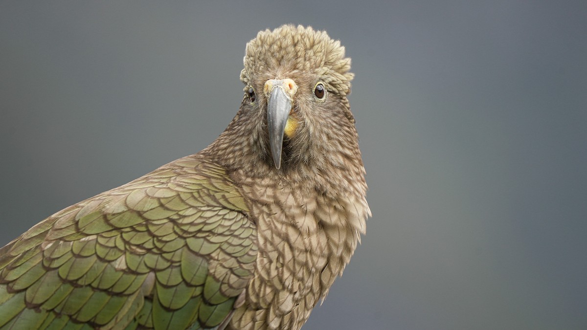Kea - ML643744065