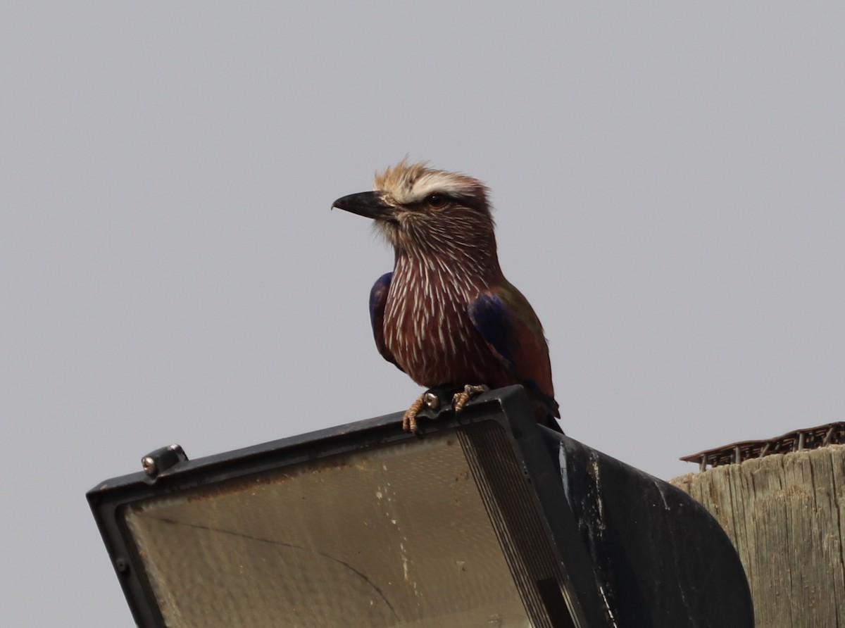 Purple Roller - ML643744068