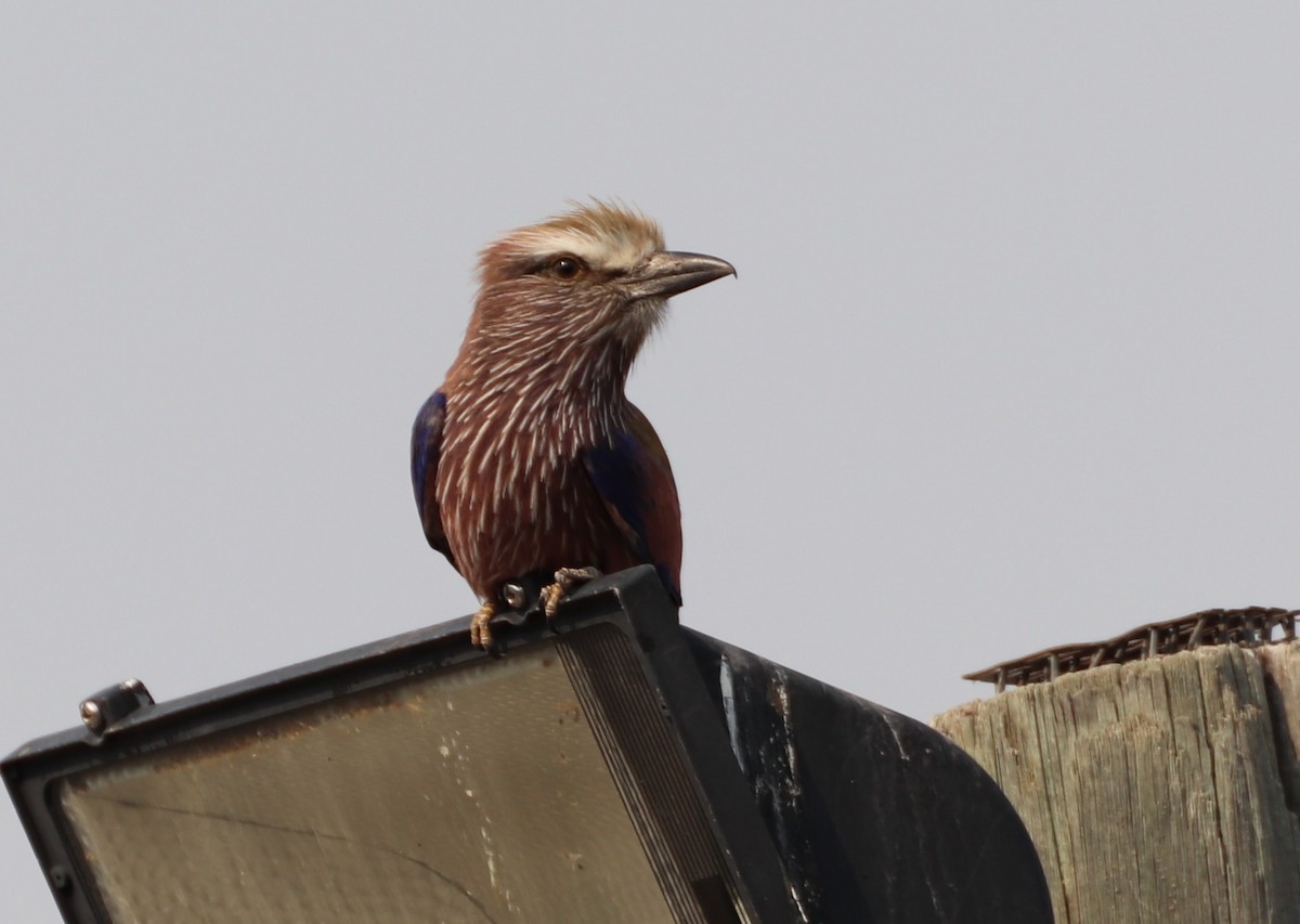 Purple Roller - ML643744069