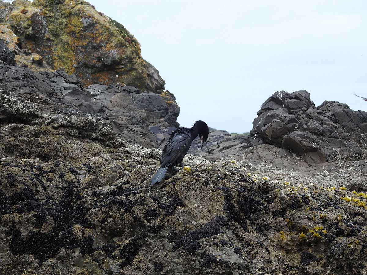 Neotropic Cormorant - ML643744070