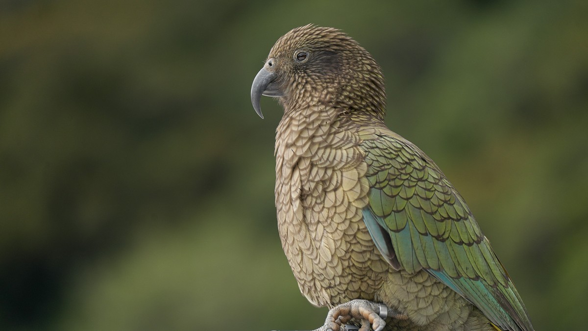 Kea - ML643744071