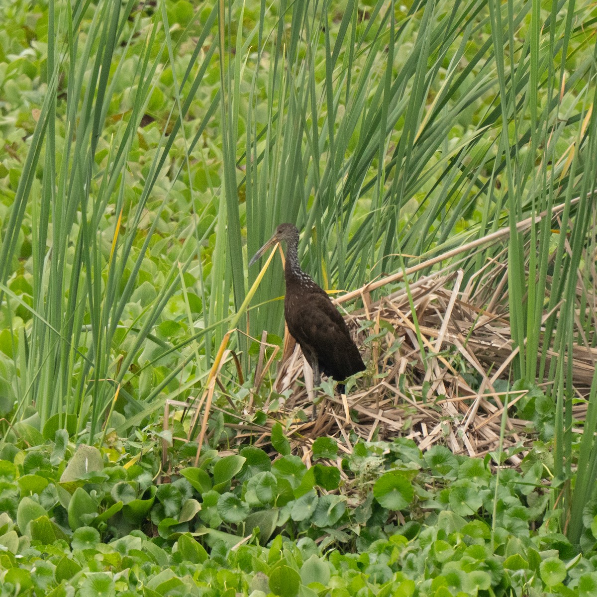 kurlan chřástalovitý - ML643744072