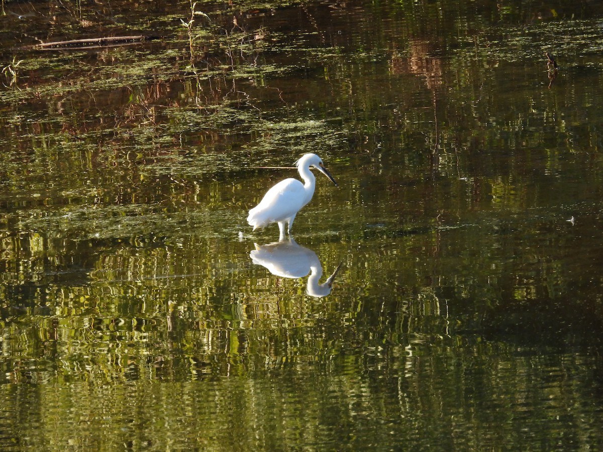 Snowy Egret - ML643744081