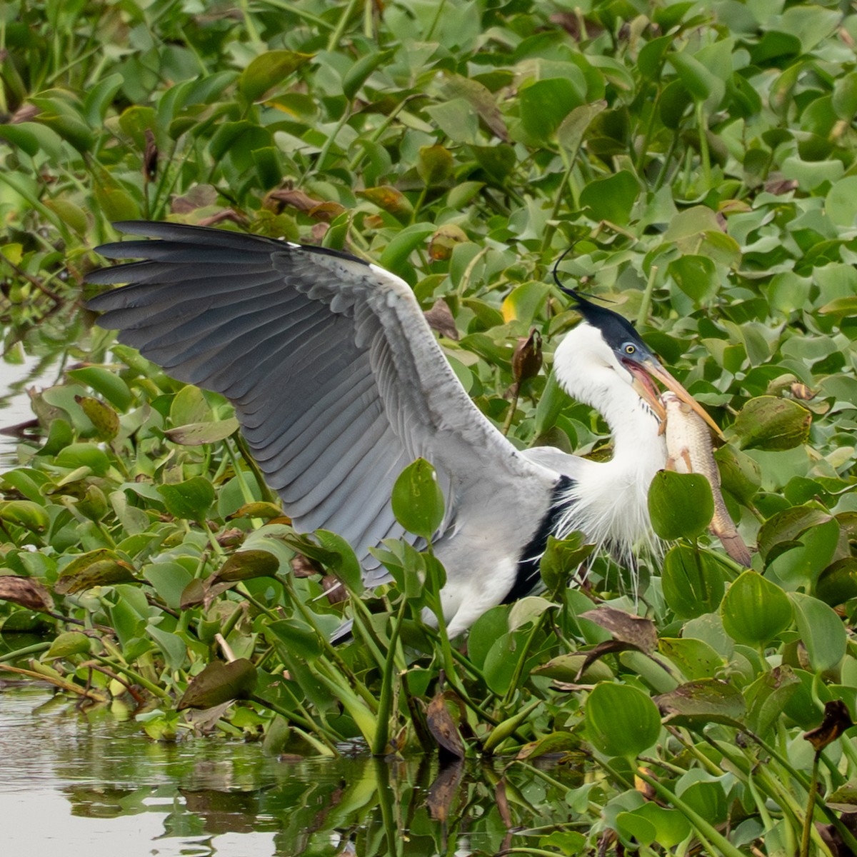 volavka jihoamerická - ML643744085