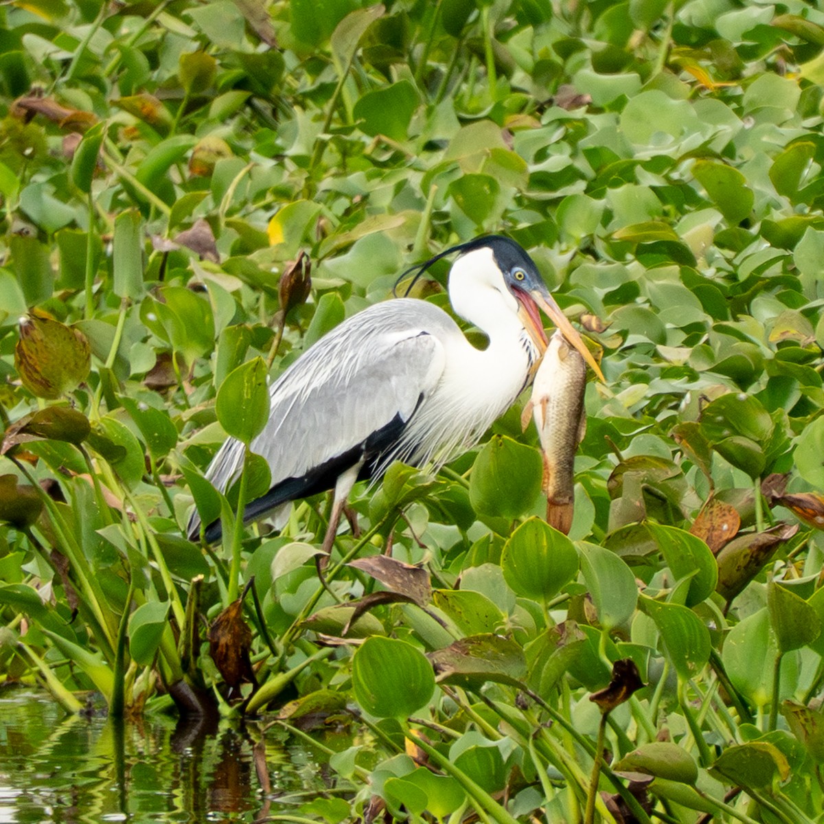 volavka jihoamerická - ML643744086