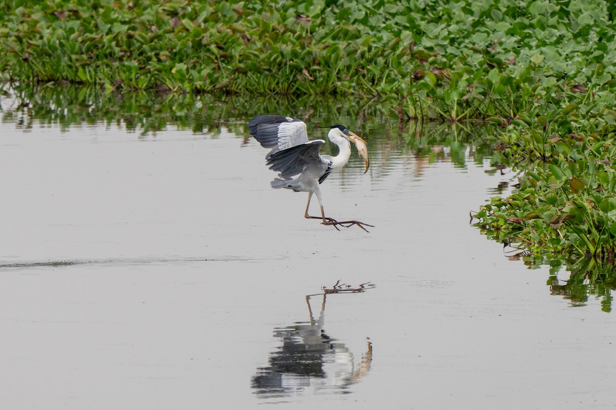 volavka jihoamerická - ML643744087